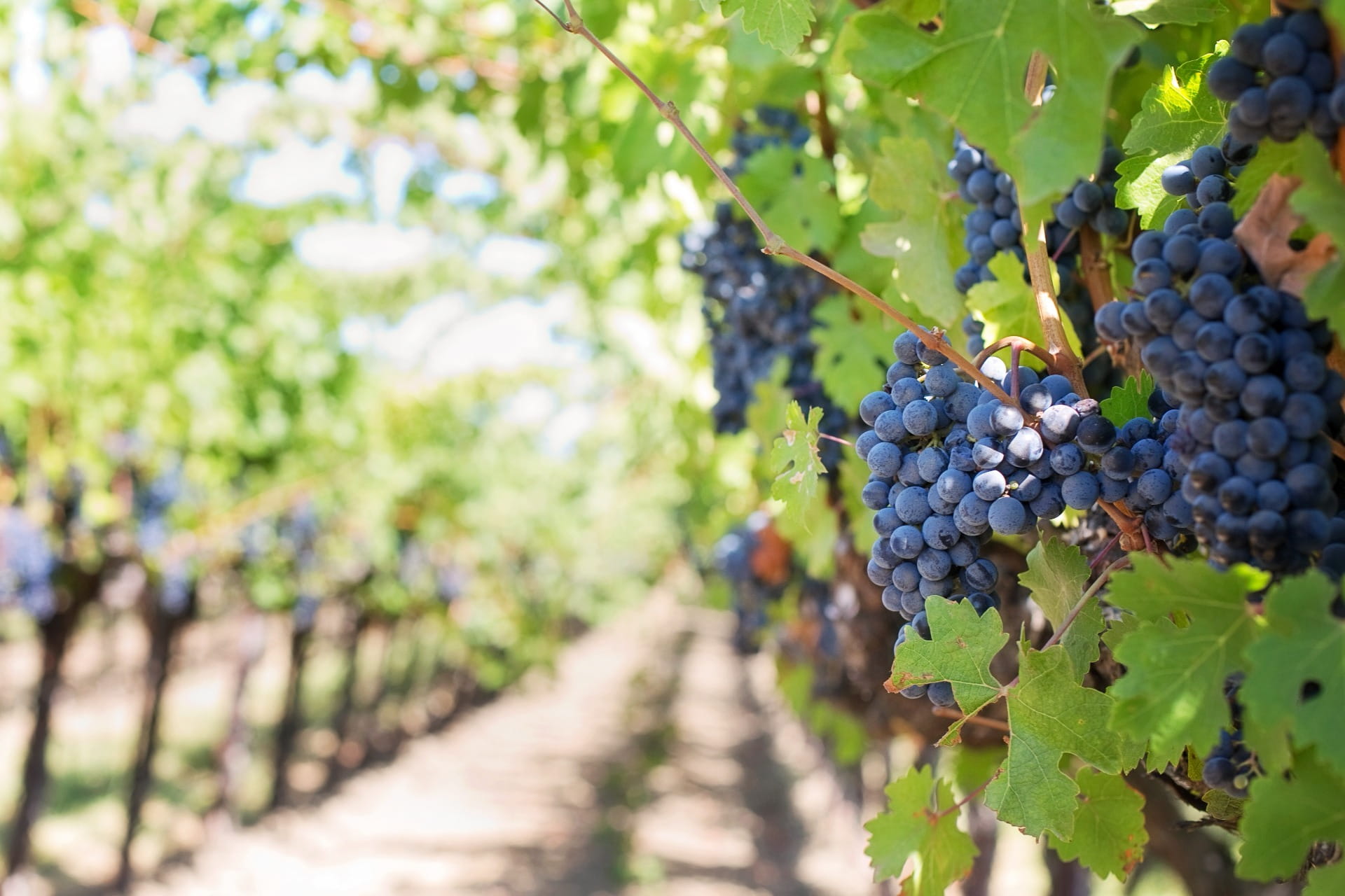 Racimos de uvas azules en la vid, hojas verdes y fondo de viñedo desenfocado con luz solar. Seguro Agropecuario